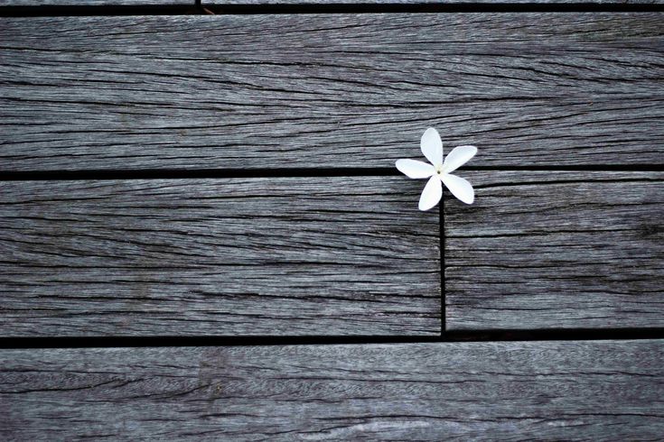 a small white flower sitting on top of a wooden floor