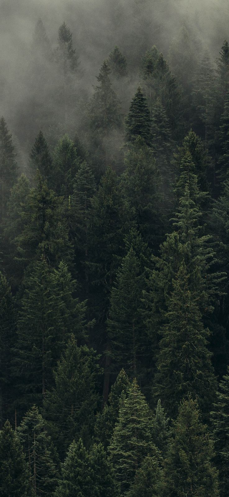 the forest is covered in fog and low lying trees