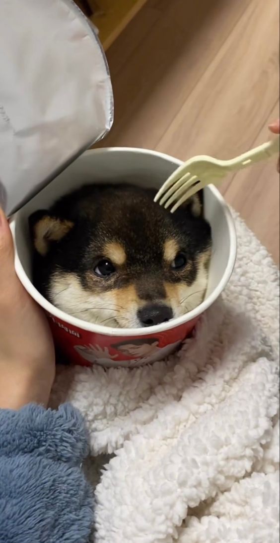 a dog is sitting in a cup with a fork