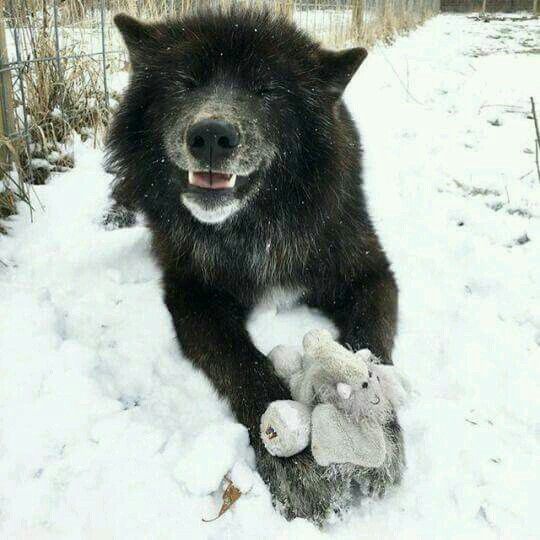 a large black dog laying in the snow with a stuffed animal next to it's face