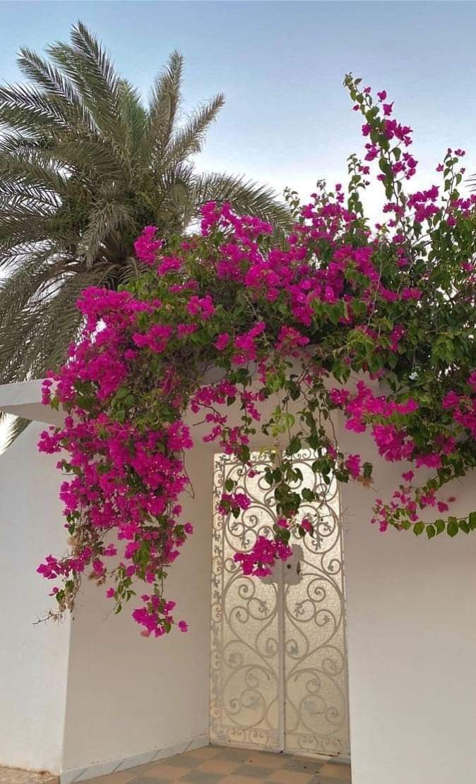 pink flowers are growing on the side of a white wall with an iron gate and palm tree