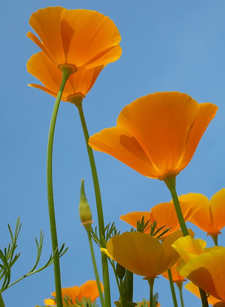 orange flowers with green stems against a blue sky