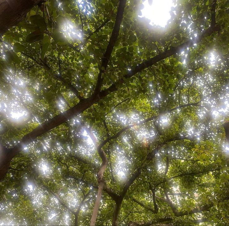 sunlight shining through the leaves of a tree