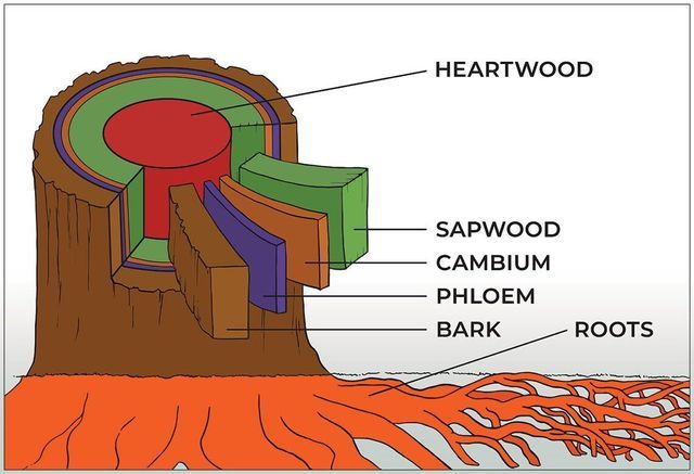 an image of the structure of a tree stump with all its parts labeled in it