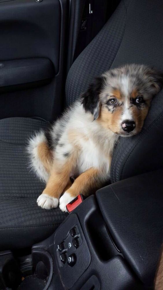 a small dog sitting in the back seat of a car with it's head resting on its paw