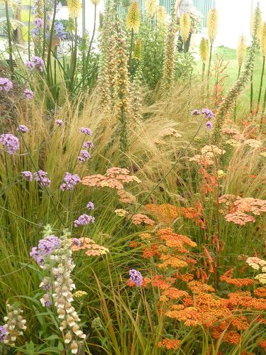 an assortment of flowers and grasses in a garden with tall grass, purple flowers, and green foliage