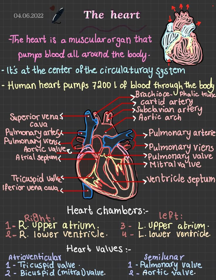 the heart and its functions on a chalkboard