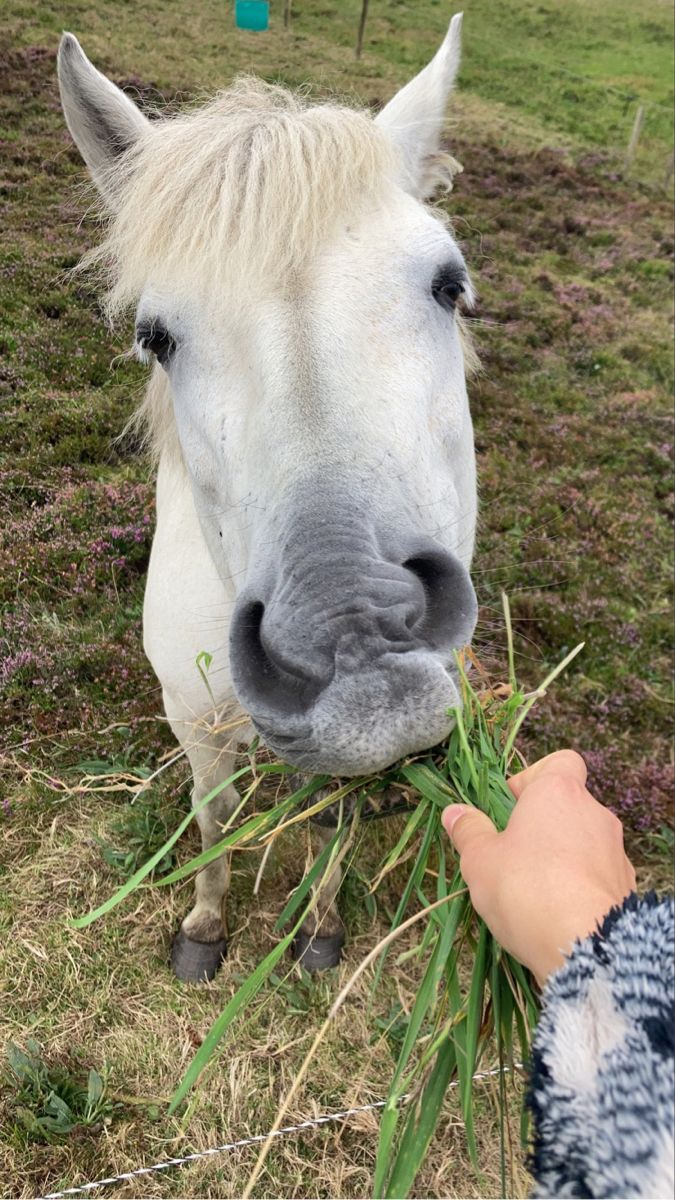 a white horse eating grass in a field with someone's hand next to it