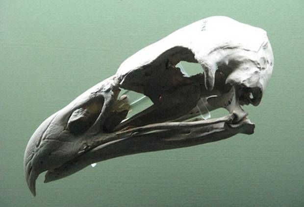 a bird's skull is shown in the water