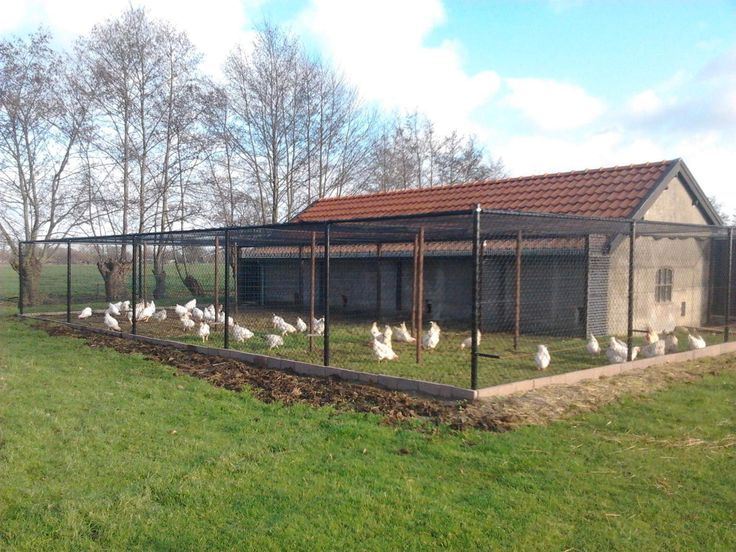 several white birds in an enclosed area next to a building with a red tiled roof