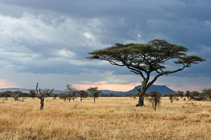 a lone tree stands in the middle of an open field with mountains in the background