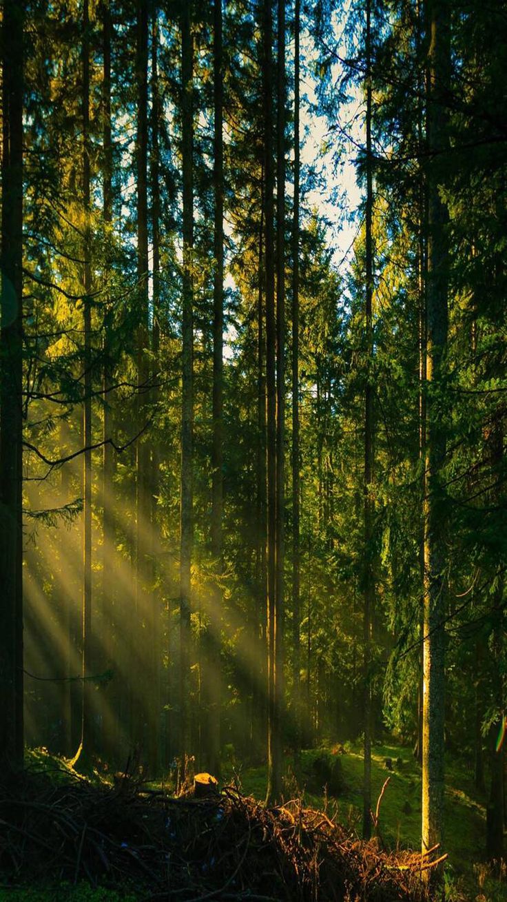 sunlight shining through the trees in a forest