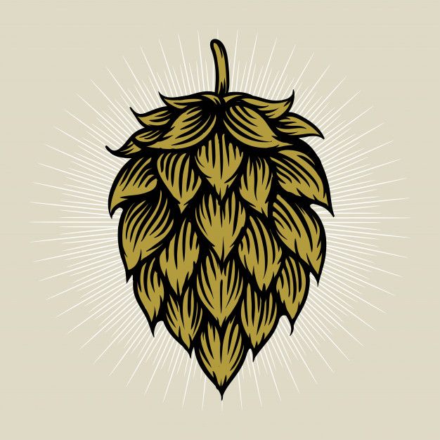 an illustration of a hop on a white background