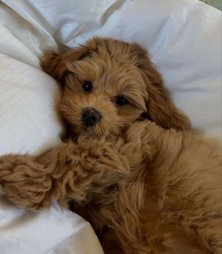 a small brown dog laying on top of a bed