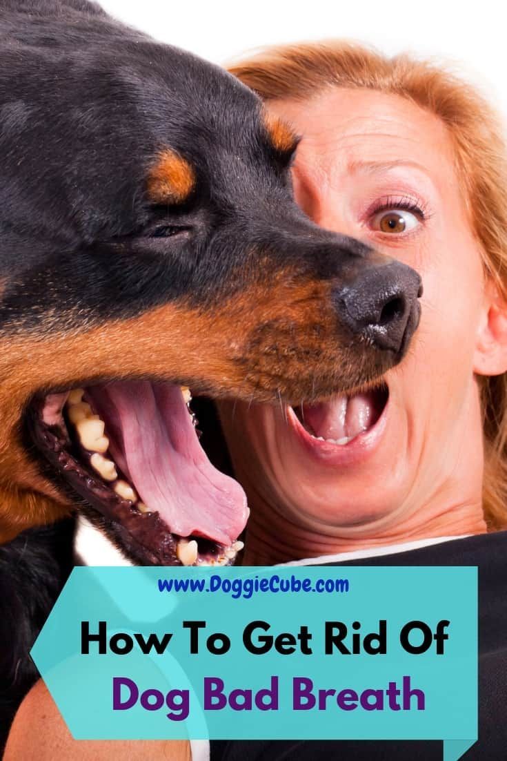 a woman is hugging her dog with the caption how to get rid of dog bad breath