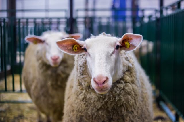 two sheep standing next to each other in a fenced in area with metal bars