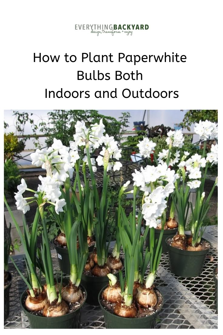 several potted plants with white flowers in them and the words how to plant paperwhite bulbs both indoors and outdoors