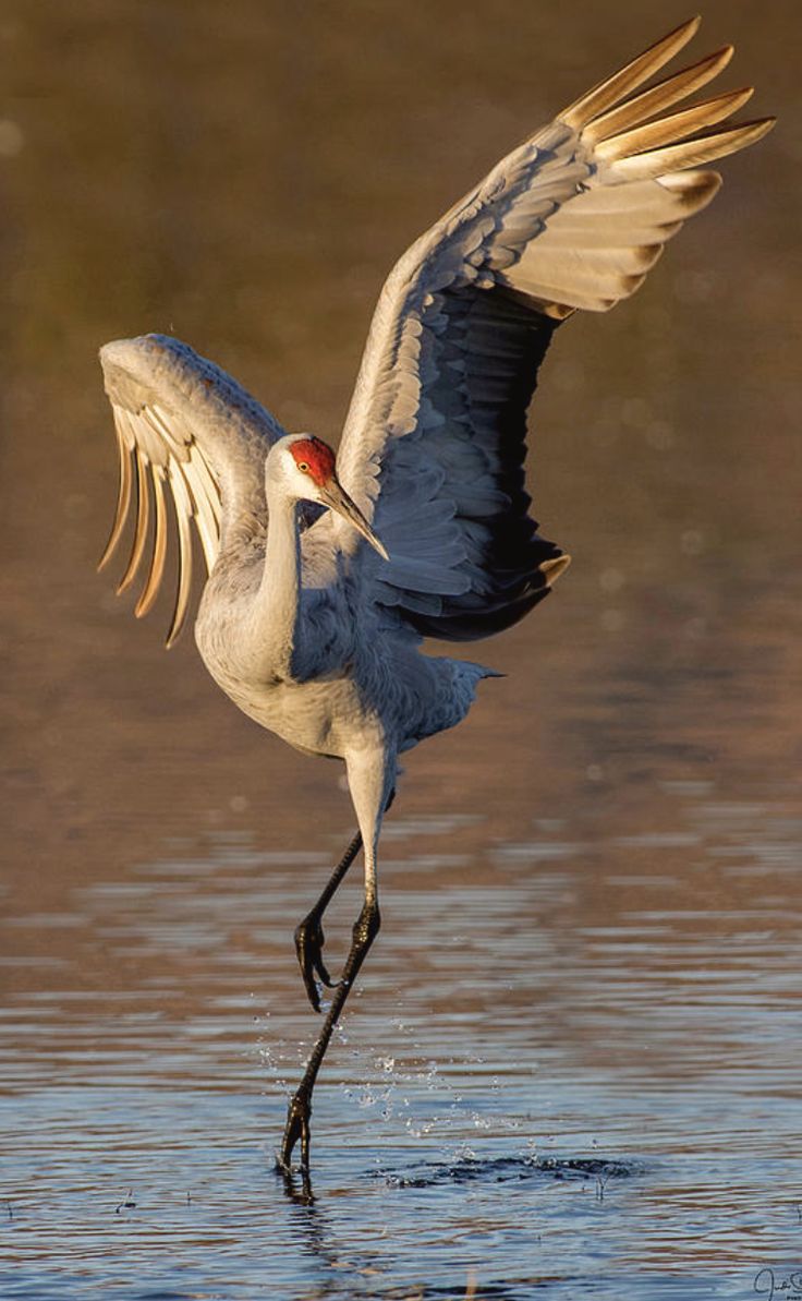 a bird with its wings spread is standing in the water and stretching it's legs