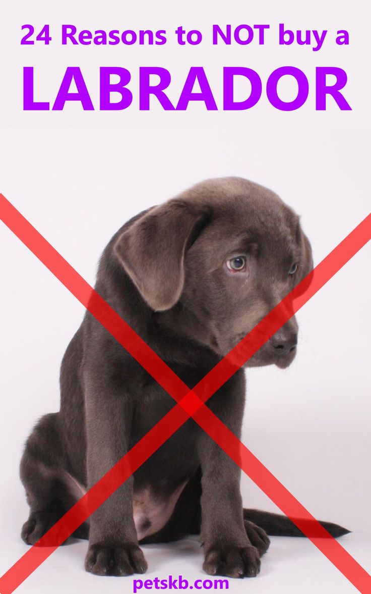 a black puppy sitting in front of a white background with the words, 24 reason to not buy a labrador