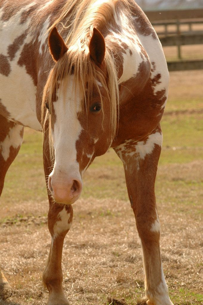 a brown and white horse standing on top of a grass covered field