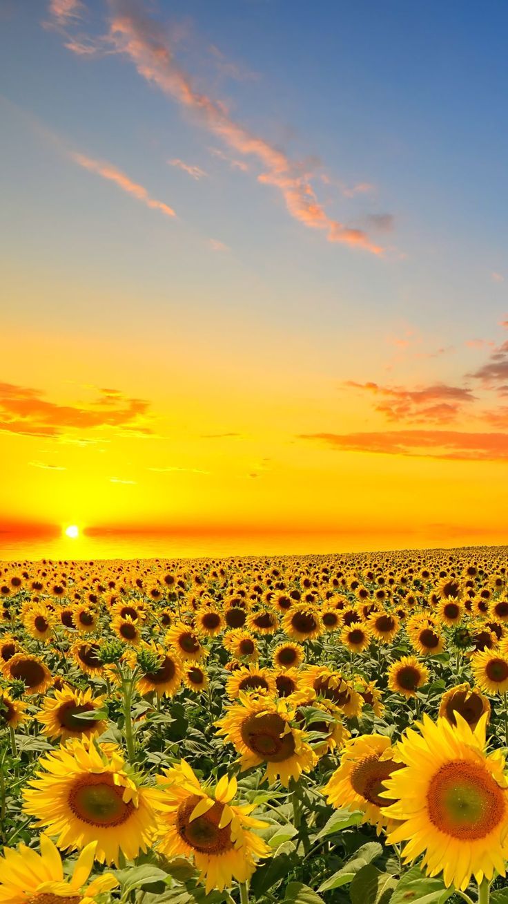 the sun is setting over a large field of sunflowers