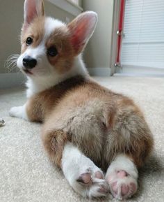 a small brown and white dog laying on the floor