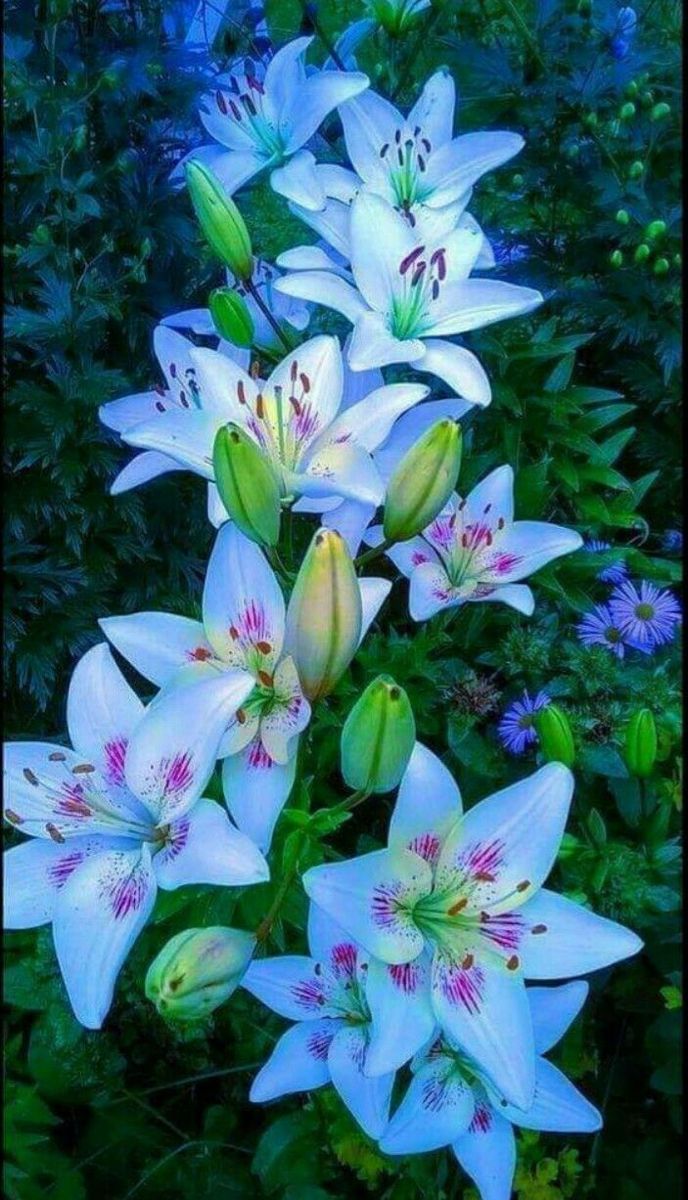 white lilies are blooming in the garden