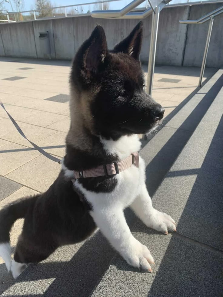 a black and white dog sitting on top of a cement floor next to a fence