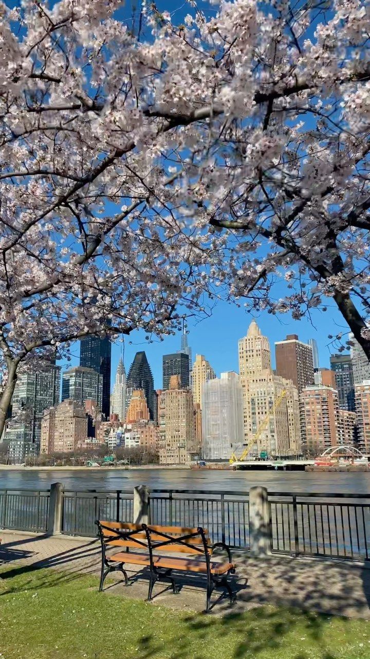 a park bench sitting next to a river under cherry blossom trees with the city skyline in the background