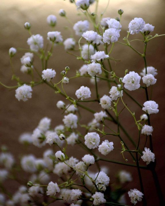 small white flowers are growing in a vase