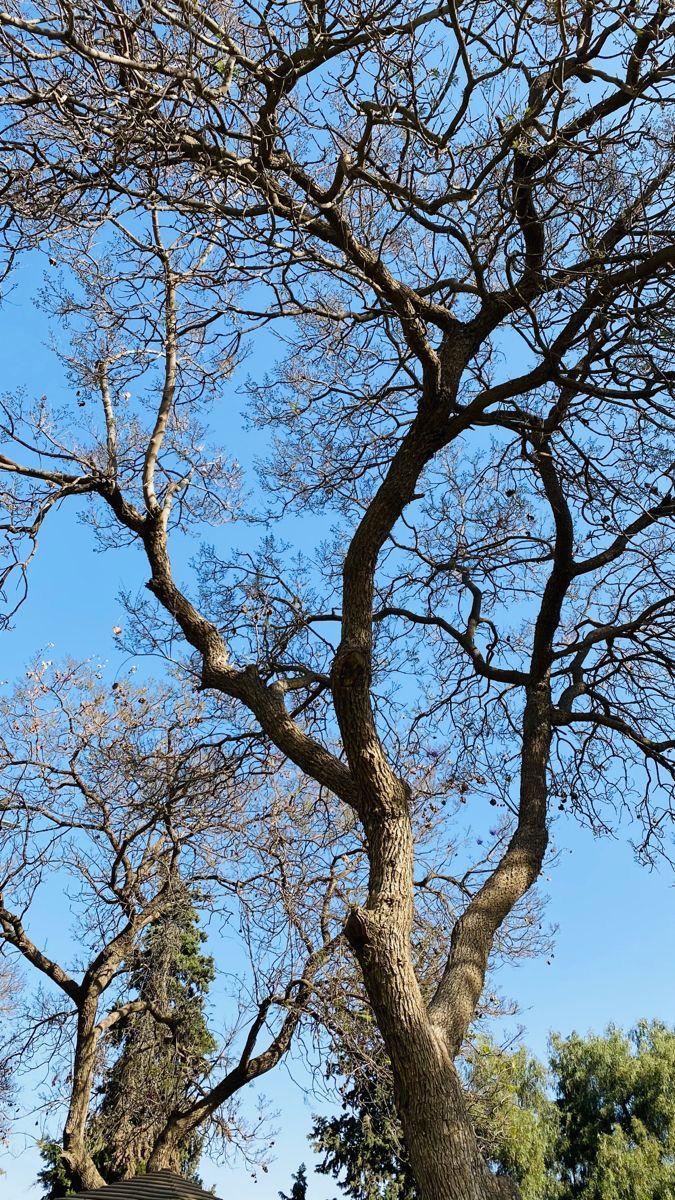 an elephant standing in the middle of a forest with trees on both sides and blue sky above