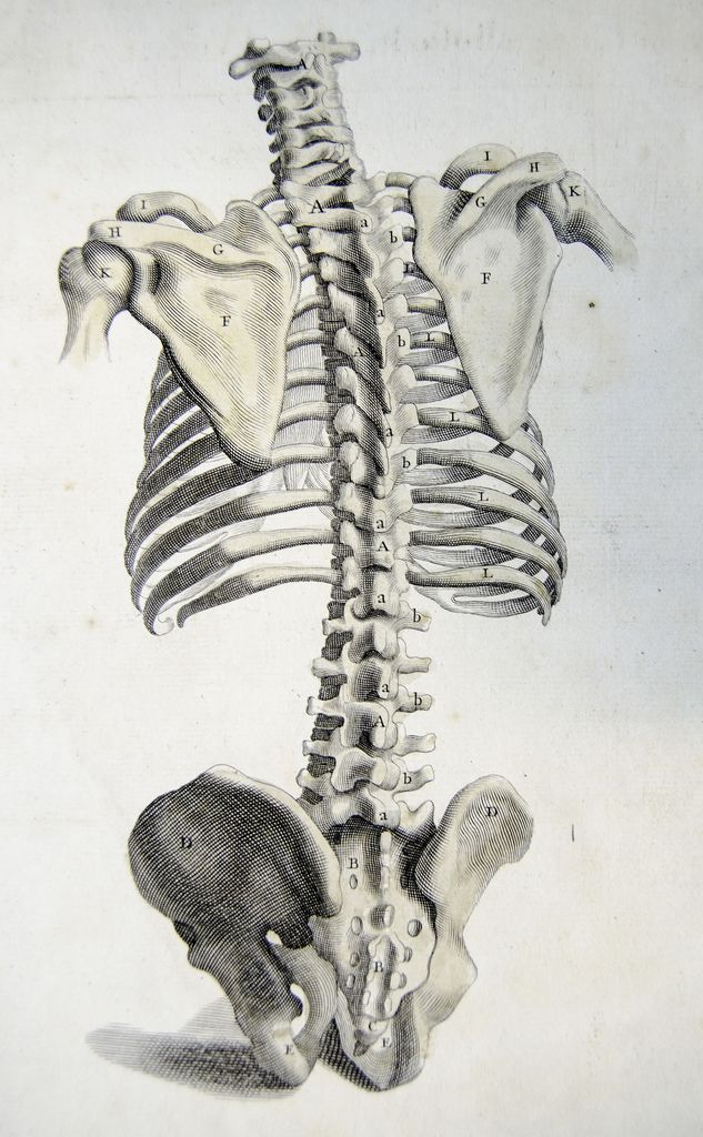 the skeleton of a horse is shown in black and white, as well as an image of its back