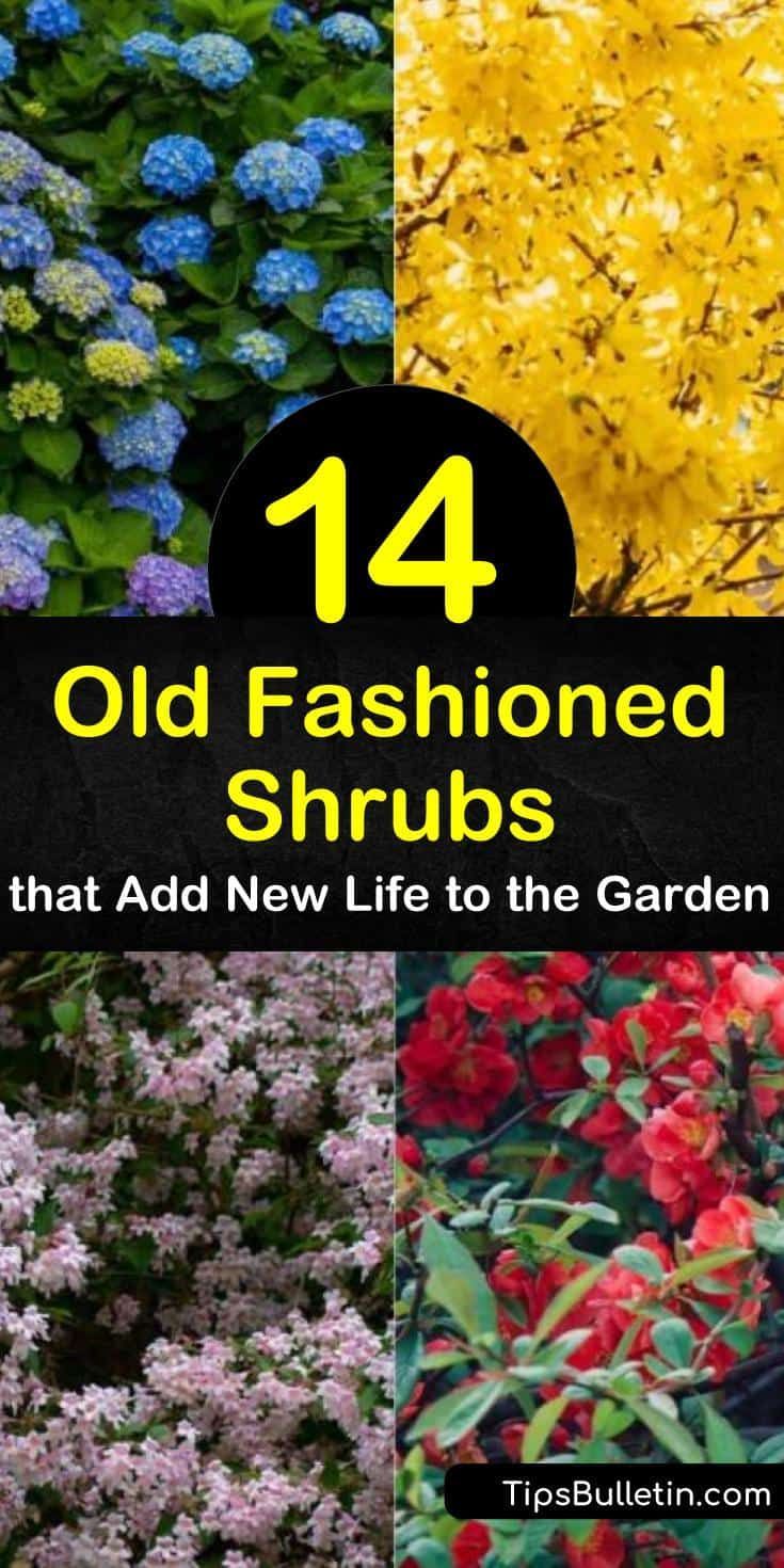 Learn about old fashioned flowering shrubs to delight visitors to your garden, from hydrangea to viburnum. Choose among weigela, with its trumpet-shaped pink flowers; forsythia, with its arching branches coated in yellow blooms; and more. #shrubs #oldfashioned Small Flowering Shrubs, Flowering Shrubs Full Sun, Perennial Bushes, Shrubs For Landscaping, Colorful Shrubs, Full Sun Shrubs, Low Growing Shrubs, Bushes And Shrubs, Shade Shrubs