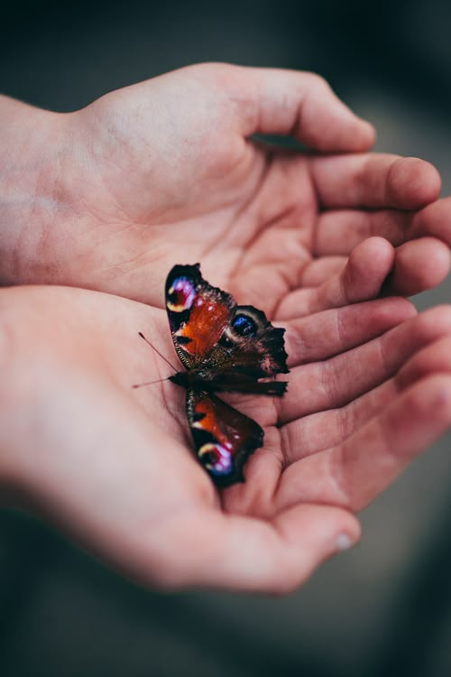 a butterfly sitting on the palm of someone's hand, with other hands holding it