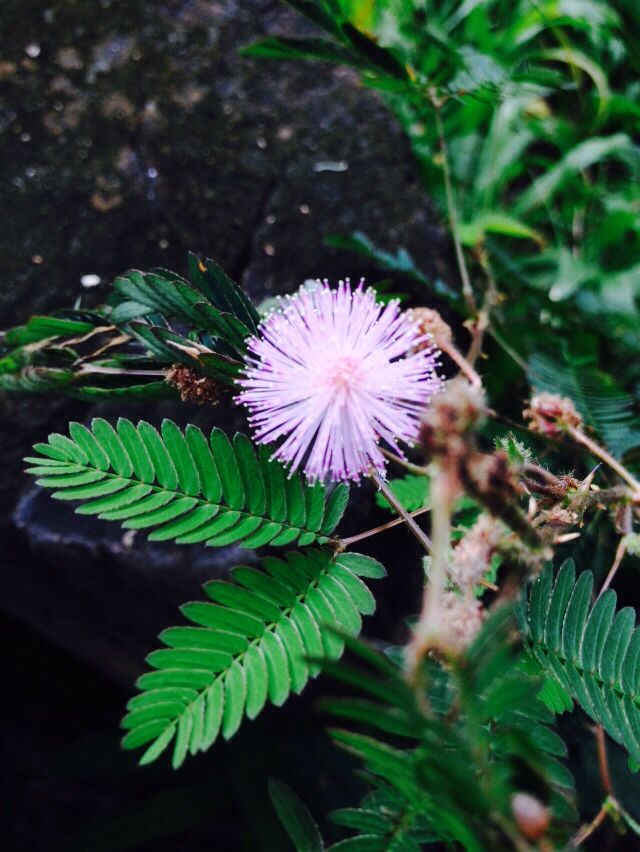 a pink flower sitting on top of a lush green leaf covered forest floor next to a rock