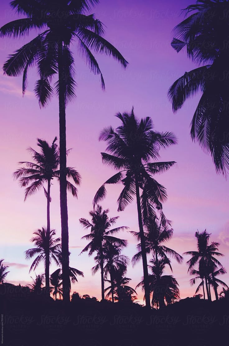 palm trees are silhouetted against a purple and blue sky