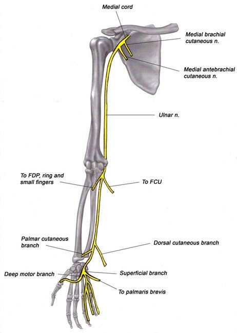 Upper Limb Anatomy, Cubital Tunnel Syndrome, Ulnar Nerve, Mineral Deficiency, Medical School Essentials, Tennis Elbow, Natural Sleep Remedies, Hand Therapy, Nerve Damage