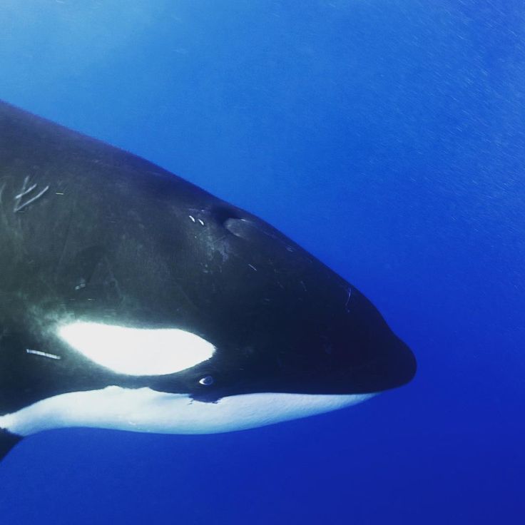 an orca swimming in the blue water