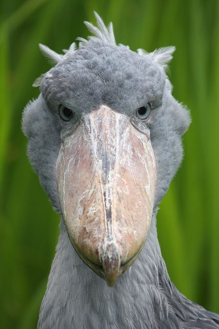 a large bird standing in front of some green plants and grass with its head turned to the side