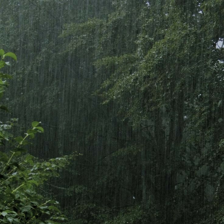 an open umbrella sitting on top of a lush green forest covered in raindrops