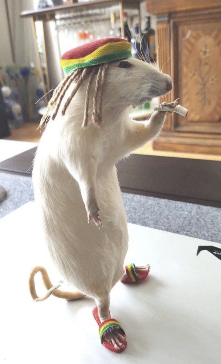 a rat with dreadlocks on it's head standing on its hind legs