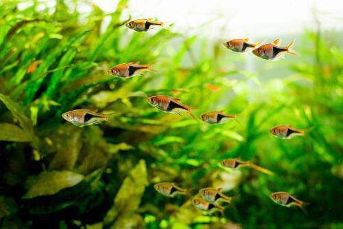 a group of fish swimming in an aquarium filled with green plants and waterweedes