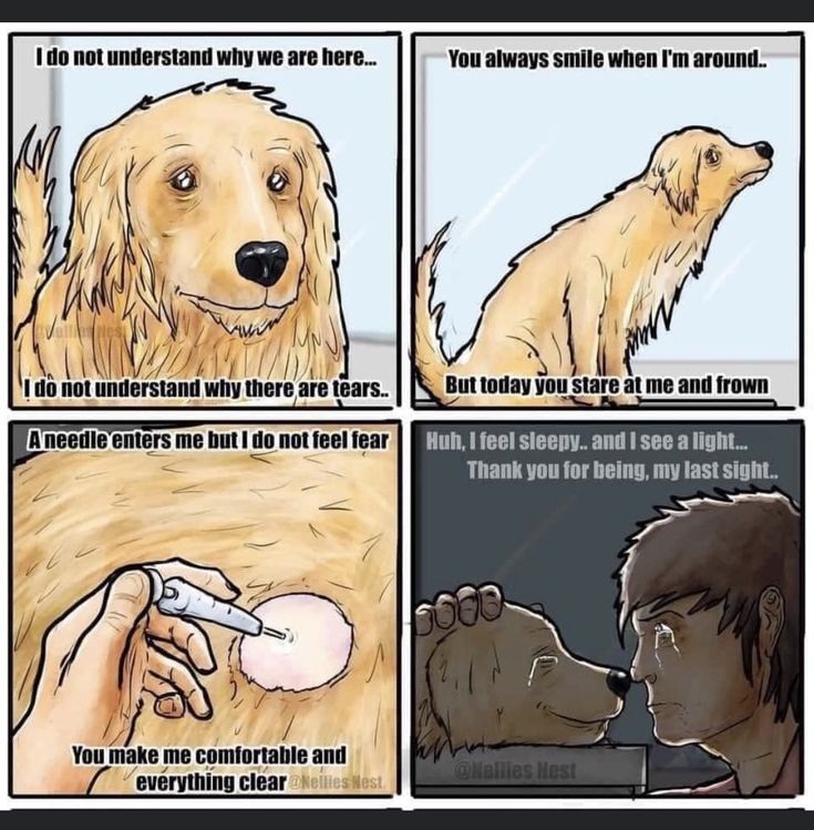 a comic strip with an image of a dog getting his nose brushed