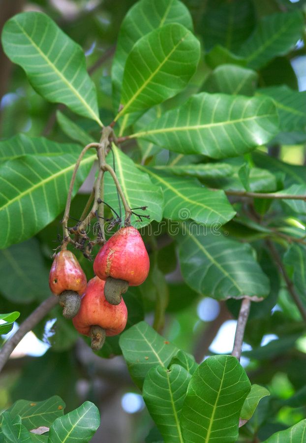 some fruit is hanging from a tree branch