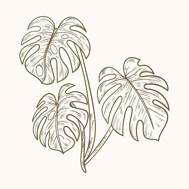 a drawing of two tropical plants