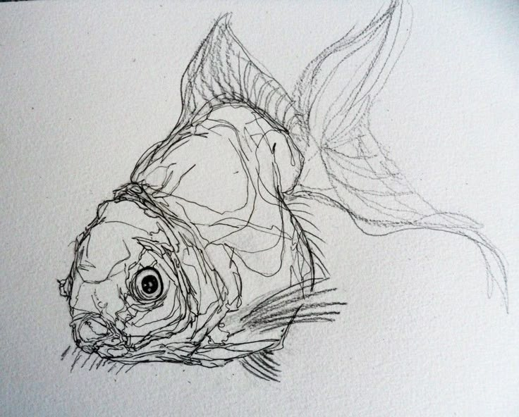 a pencil drawing of a fish on a piece of paper