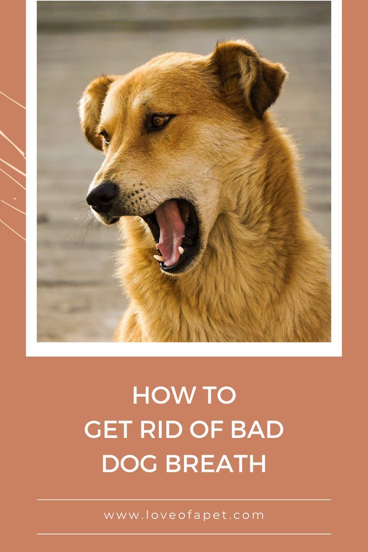 6 Natural Remedies to Cure Your Dog's Bad Breath Dog Bad Breath Remedy, Dogs Bad Breath, Dog Bad Breath, Bad Dog Breath, Dog Bad, Dog Skin Problem, Dogs House, Prevent Bad Breath, Bad Breath Remedy