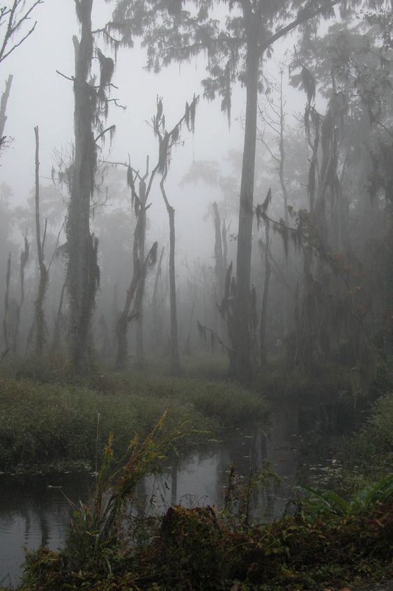 foggy swampy area with trees and water in the foreground on a rainy day