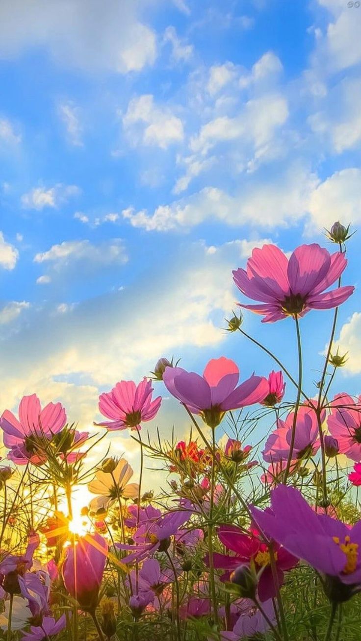 the sun shines brightly behind pink flowers in a field with blue sky and clouds