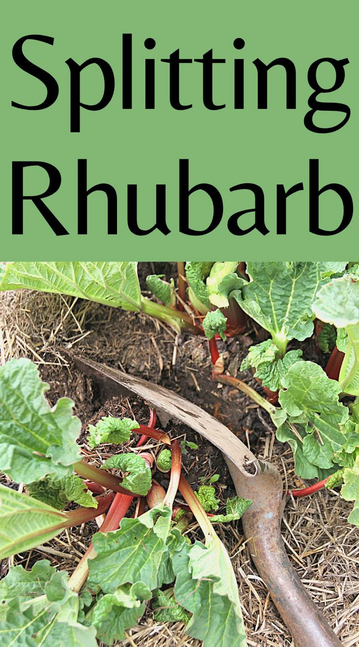 an image of a garden with plants growing in it and the words splitting rhubarb